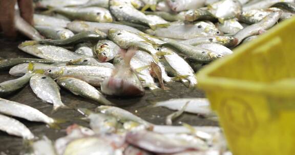 4kl1广东雷州渔民们对鱼进行分类处理2