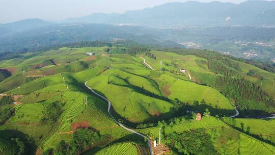 航拍恩施鹤峰走马木耳山茶谷生态田园茶园