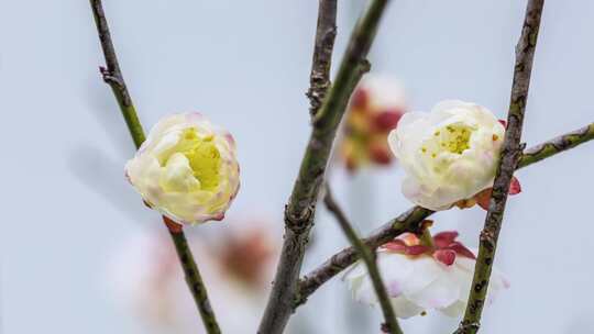 梅花枝头绽放粉边白瓣花朵的延时