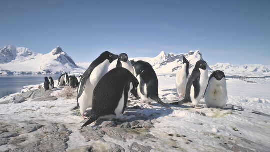 南极阿德利企鹅群雪岩特写