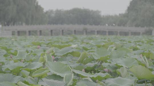 夏季荷塘荷花LOG视频素材