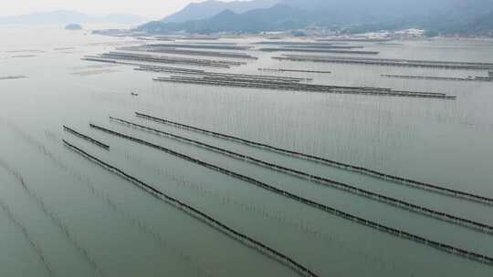 海洋养殖海带紫菜养殖业航拍福建霞浦