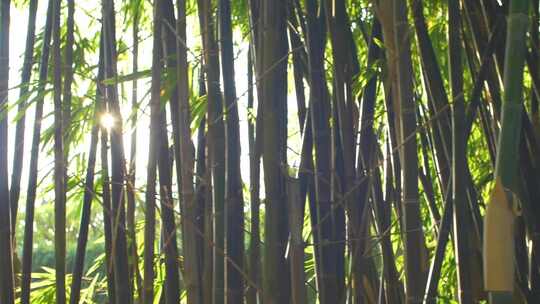 阳光透过竹林