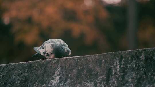 鸽子潭柘寺