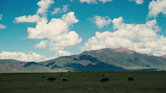 西藏牦牛蓝天白云视频素材模板下载