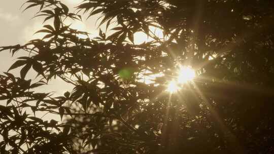 黄昏夕阳穿过枫叶光斑闪烁04