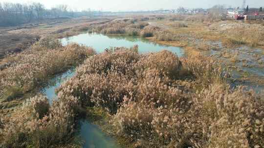 漫风湿地公园 芦苇荡