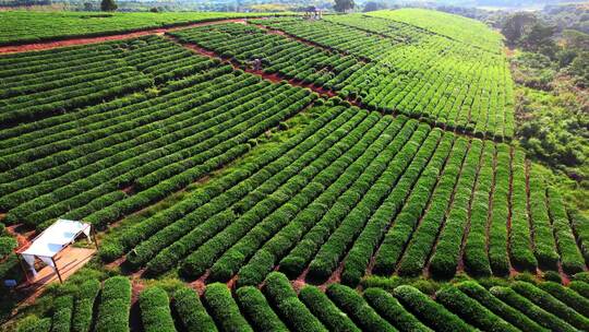 航拍春天乡村农业农场茶叶茶园种植的植物
