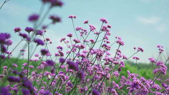 盛开的马鞭草紫色花朵夏天风景
