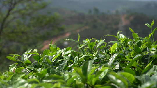 新鲜绿色茶树拍摄 绿芽茶叶