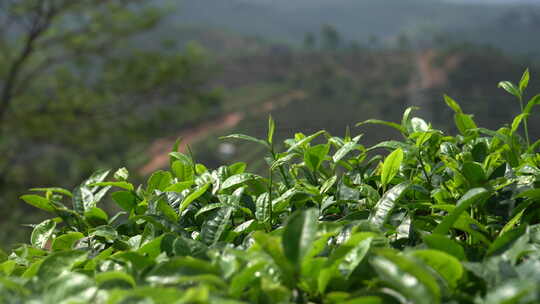 新鲜绿色茶树拍摄 绿芽茶叶视频素材模板下载