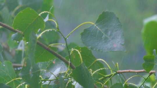 城市下暴雨下雨天雨水雨滴植物树叶子树木雨