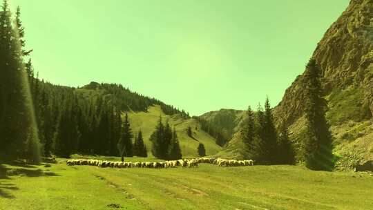 新疆大山里赶羊牧民