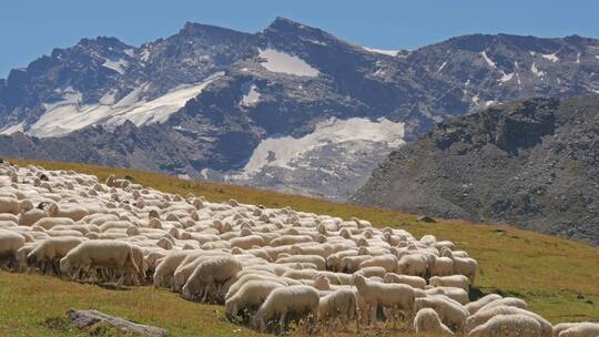 平原上的羊群