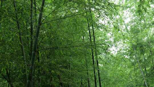 竹林竹叶禅意下雨天唯美空镜