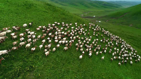 绿色草原、绿色牧场上奔跑的羊群