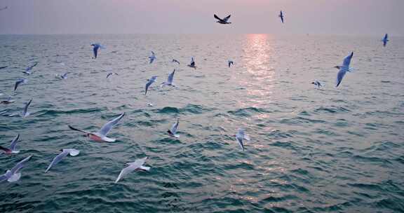 大海海面飞翔的海鸥