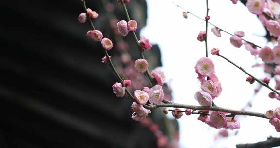 唯美园林梅花盛开古建筑意境