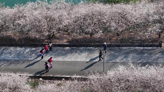 中国广东省广州市从化区广州流溪梅花节