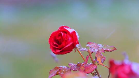 雪中花月季波斯菊格桑花松树油菜花雪景大雪视频素材模板下载