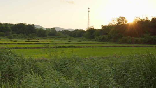 农村太阳夕阳水稻梯田芦苇远山