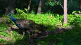 林间阳光下散步的一只雄性蓝孔雀高清在线视频素材下载