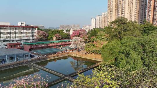 中国广东省广州市天河区华南师范大学异木棉