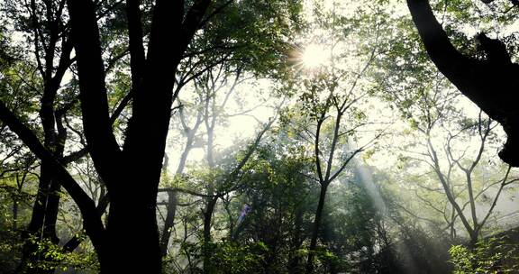 杭州西湖风景区森林逆光光影清晨耶稣光
