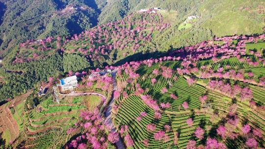 云南大理无量山樱花谷日出冬樱花和茶园航拍