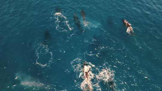 航拍在潜水区游泳的海豚视频素材模板下载
