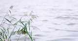 自然芦苇湖面近景固定高清在线视频素材下载