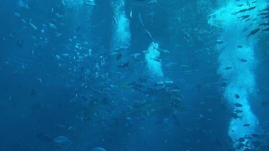 三亚亚特兰蒂斯水族馆