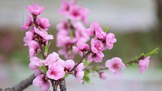 实拍桃花开 农业大棚桃花