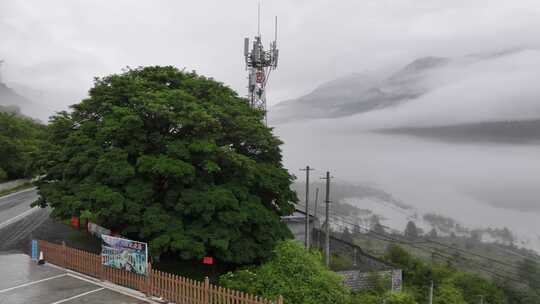 波密千年古桑树航拍