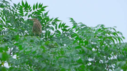 南方乡村苦楝树上的池鹭