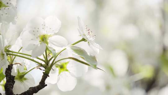 公园白色花朵春天盛开