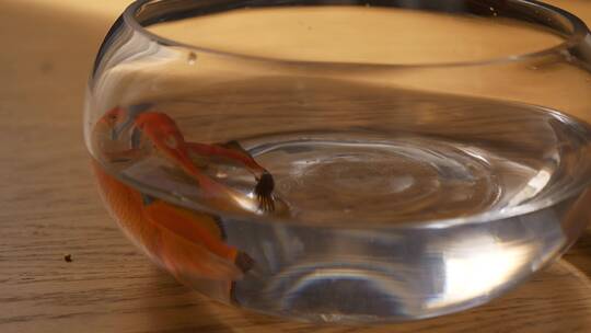 【4k50帧】金鱼缸游动的金鱼情绪片感伤