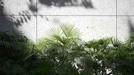 棕榈叶和花岗岩背景墙