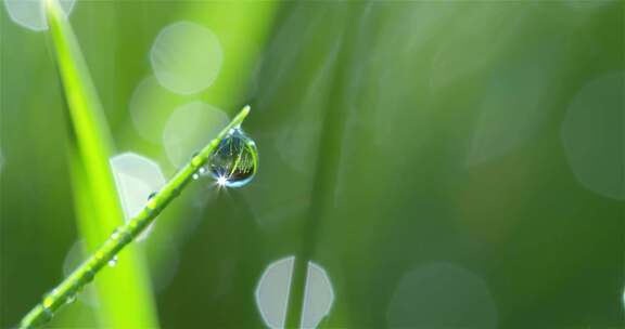 水滴落下低落嫩绿色的草