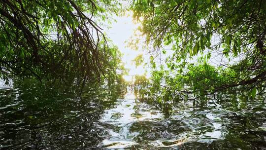 水边阳光下的柳叶视频素材模板下载