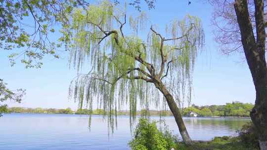 杭州西湖春天柳树风景