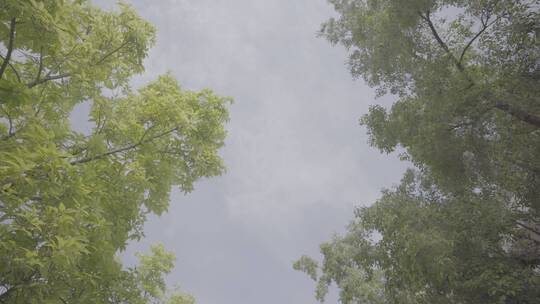校园风光树木天空视频