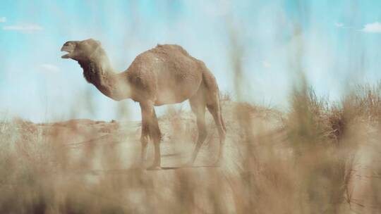 骆驼 沙漠动物视频素材模板下载