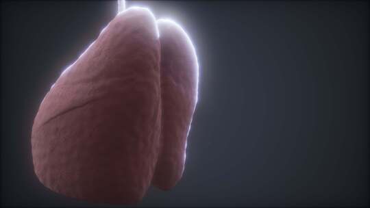 Loop 3d渲染人类肺部的医学精确动画