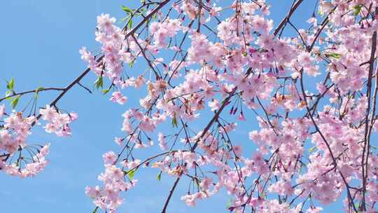 春天阳光下的樱花花朵花瓣