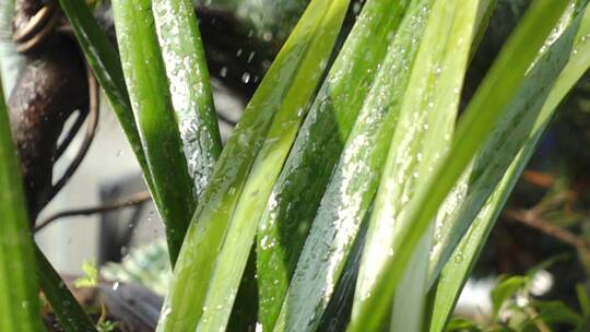 慢镜头雨水打在兰草花叶上