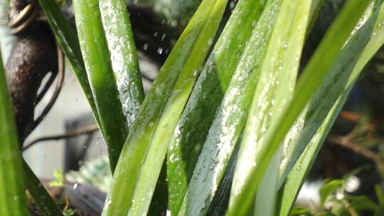 慢镜头雨水打在兰草花叶上视频素材模板下载