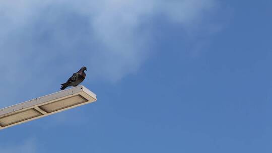 鸽子栖息在一根灯柱的顶端视频素材模板下载