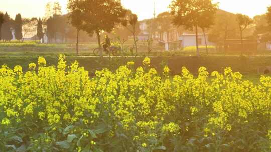 航拍夕阳油菜花农村三轮电动车行驶田野