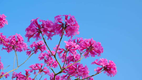 春天春暖花开仰视紫花风铃木满树红花